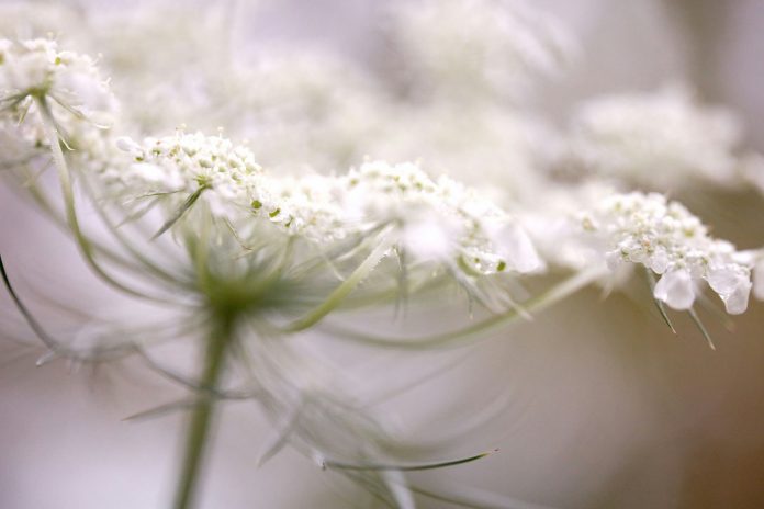danielle-claude-belanger-nhRaTLlTxwI-unsplash